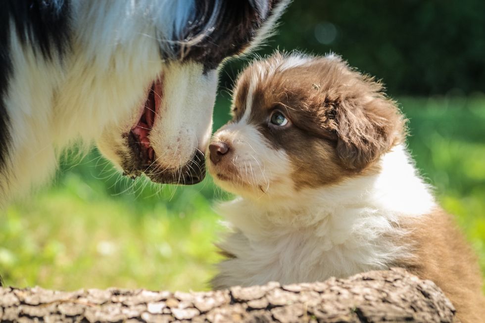 5 Adorable Puppy Pics Guaranteed To Make you say "no thanks, I'm not hungry"