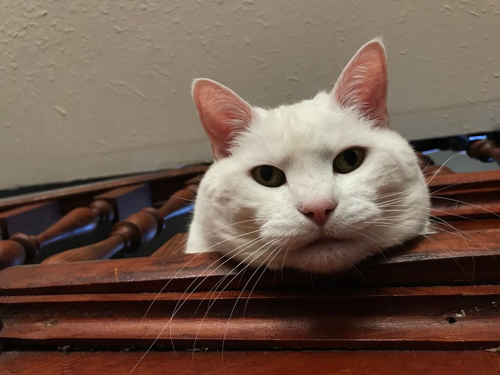 7 Things I Wish My Cats Would Stop Doing