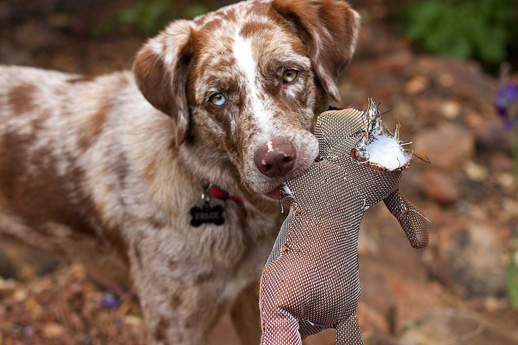 Help Protect Animals And Ban Fireworks From Residential Areas