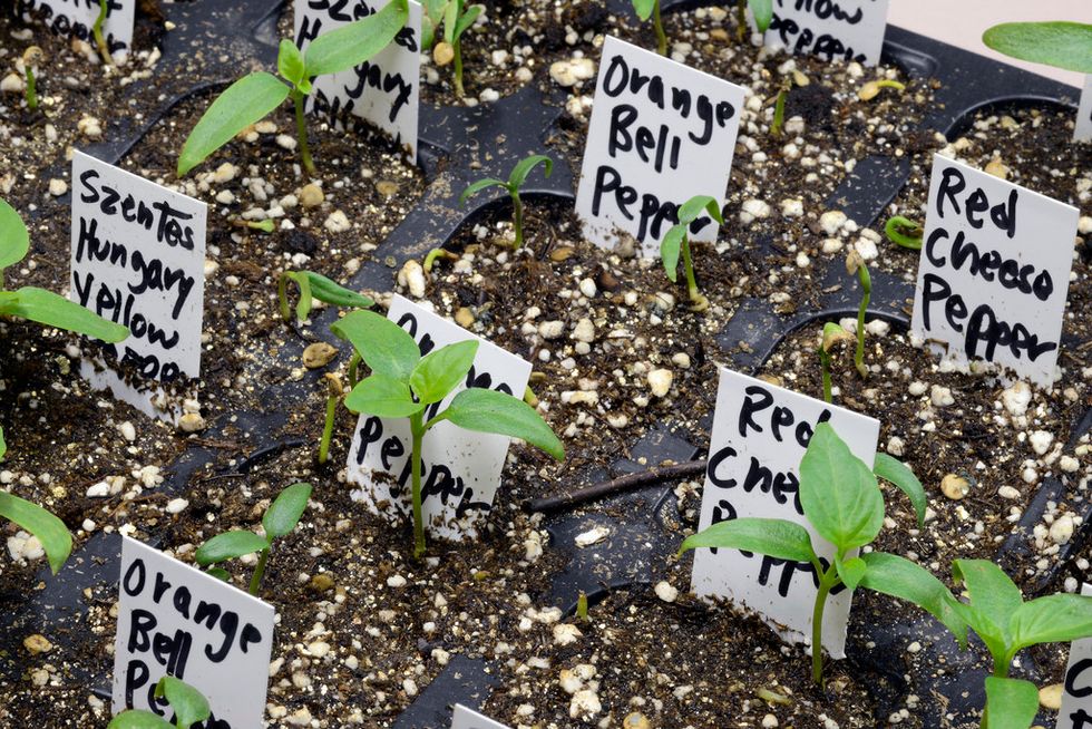 How To Take Your Little Seed Packet And Actually Grow Something