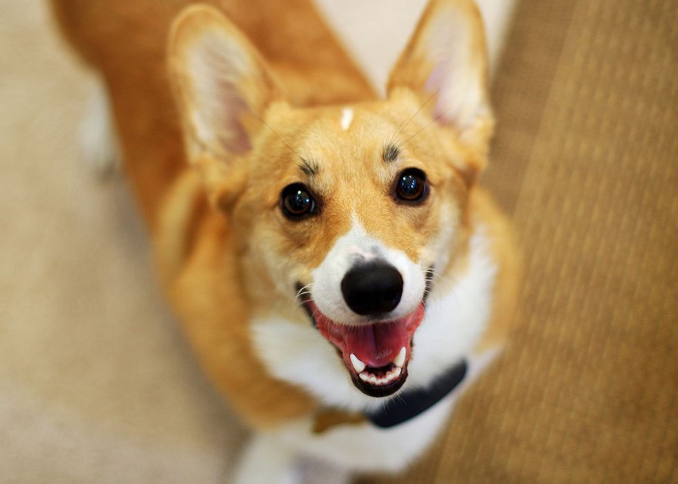 6 Cute Pets to go follow on instagram right now