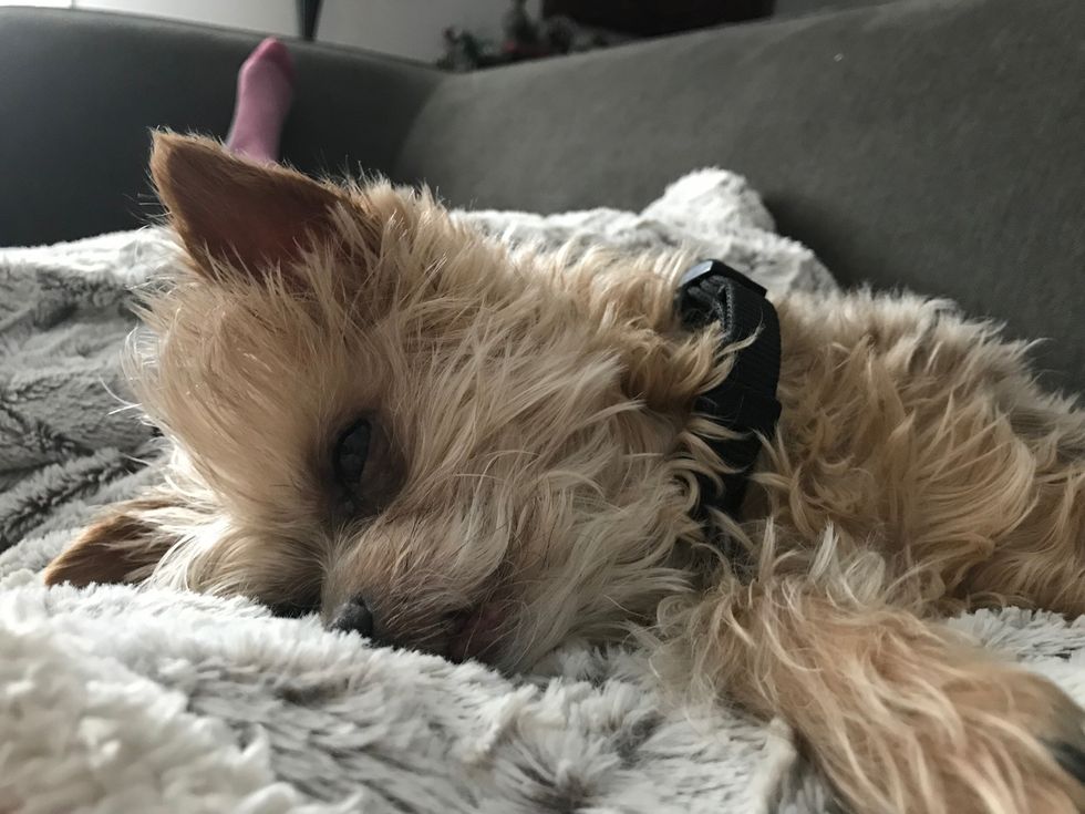 They Give Kisses Instead Of Heartbreaks, And 5 Other Reasons I Keep Choosing Dogs Over Relationships