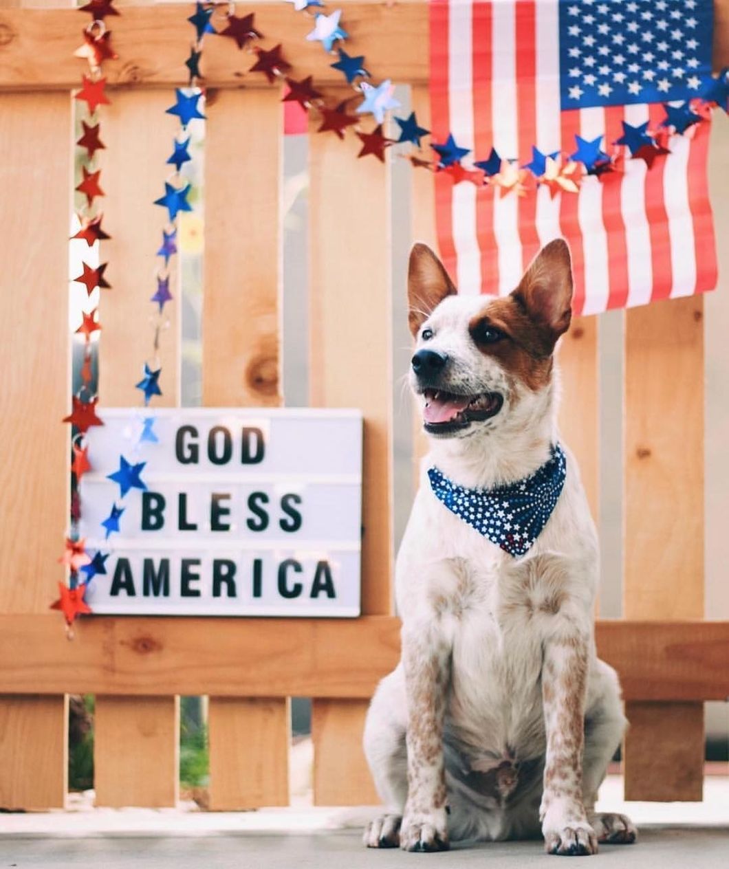 5 reasons you should own a dog even when you aren't a dog person