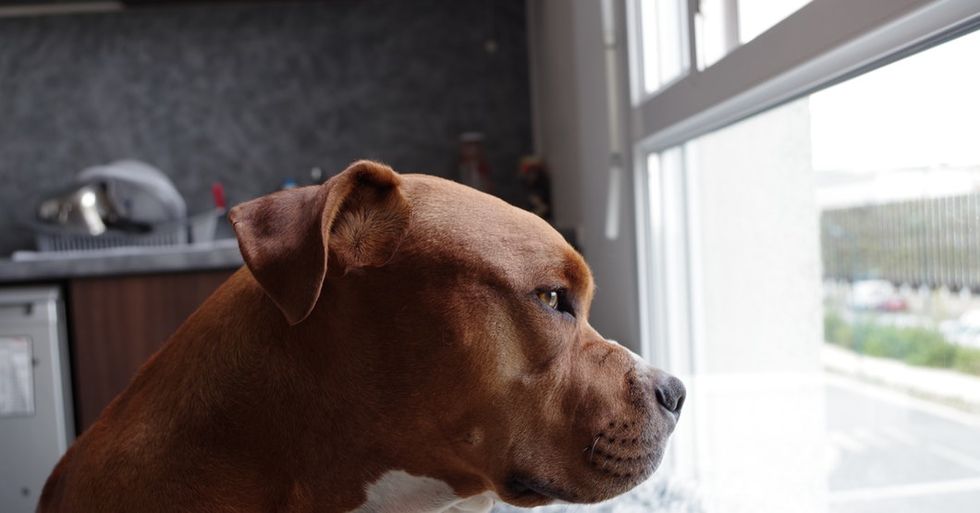 10 struggles Pitbull Owners go through