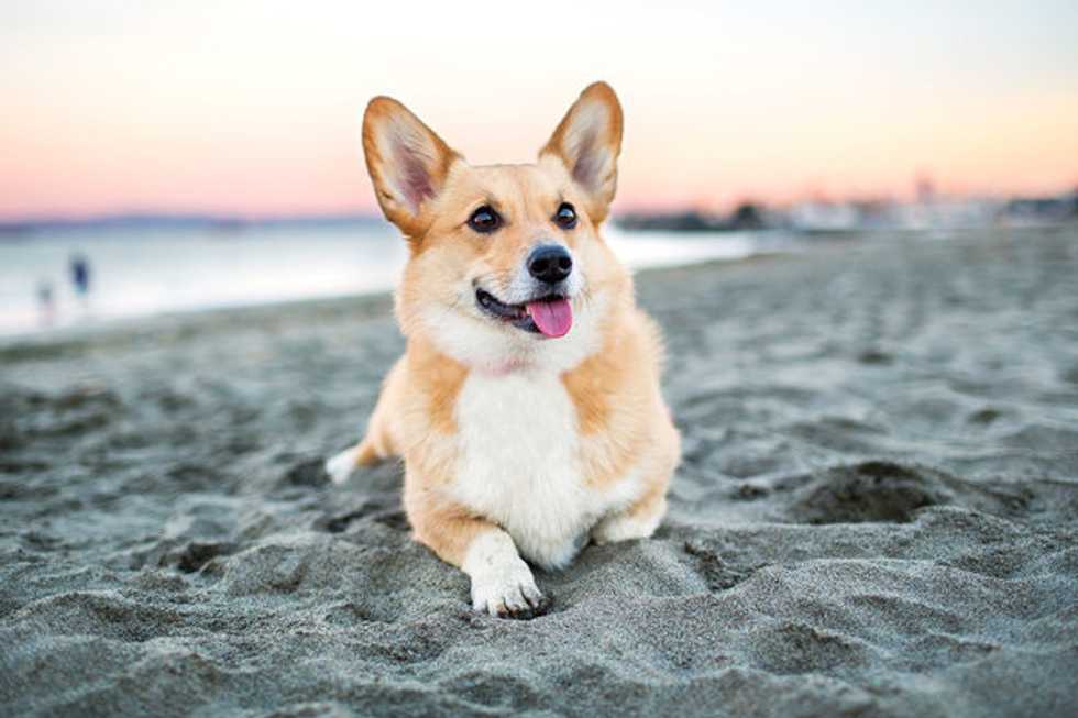 Why i am a dog person