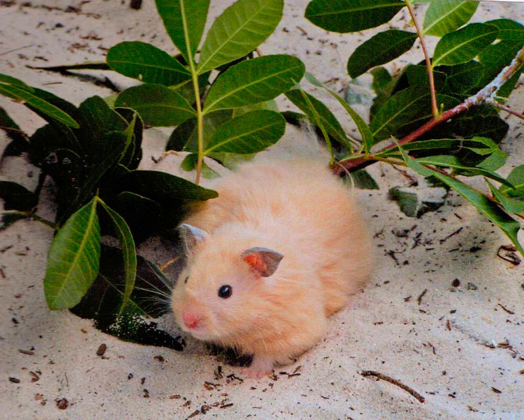6 Reasons Why You Need To Own A Teddy Bear Hamster