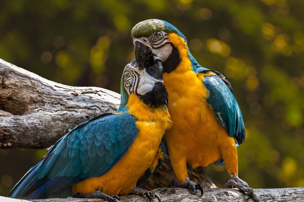 11 Of The Cutest Animal Couples That Will Restore Your Faith In Love