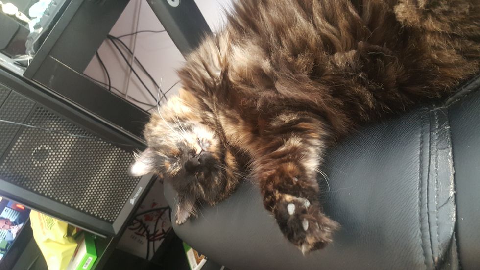 15 Things My Boyfriend's Cat Would Say If she Could Talk