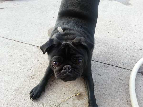11 Reasons Trump Should Resign And Allow My Pug To take Over The Presidency