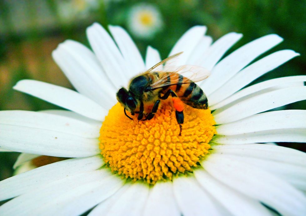 6 fascinating Facts about bees