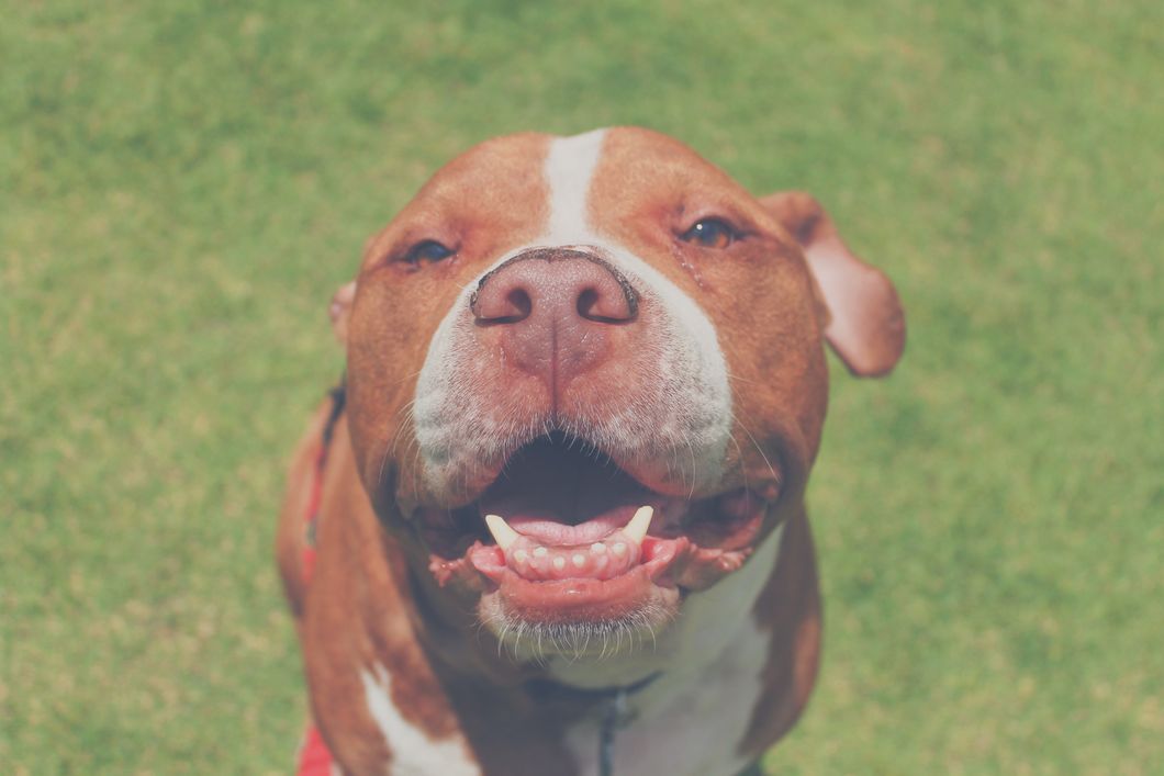 A Student's Guide to Owning A Pet In College