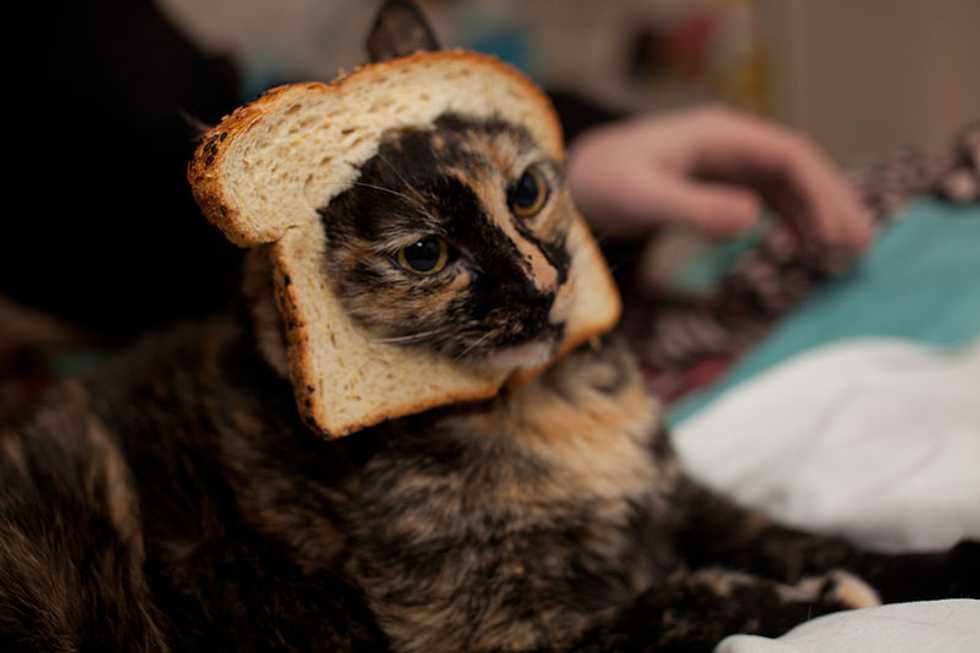 the back to school Rush as told by cats