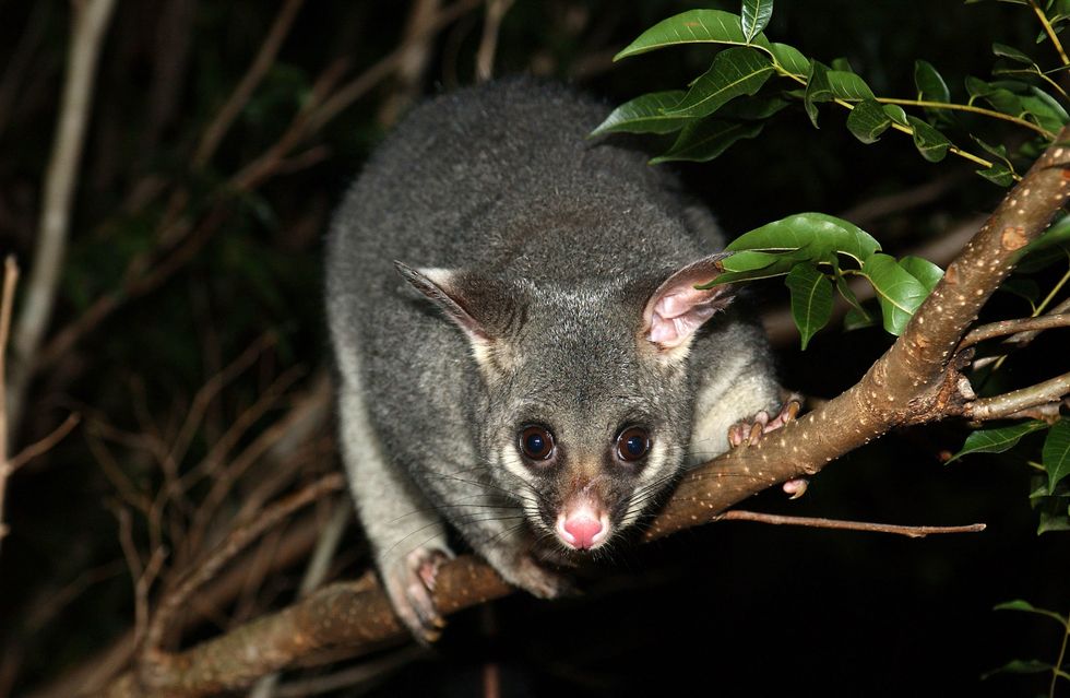 This Week In Weird News: A Thieving, Party Crashing Possum