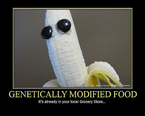 Are GMOs more negative than beneficial?