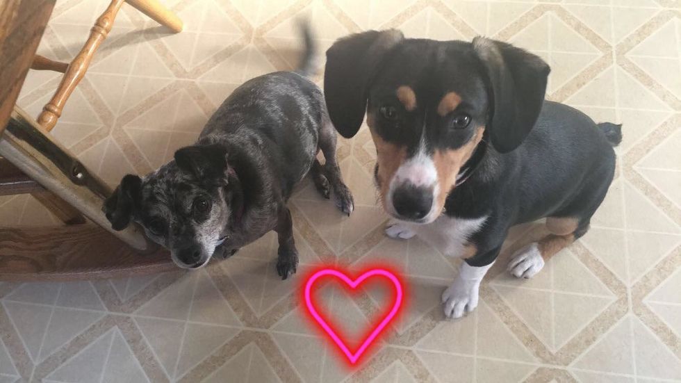 You Should ALWAYS Have A Dog In Your Life For These 8 Health-Related Reasons