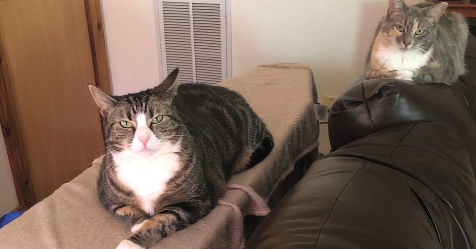 My House Belongs To My Cats, They Just Let Us Live Here