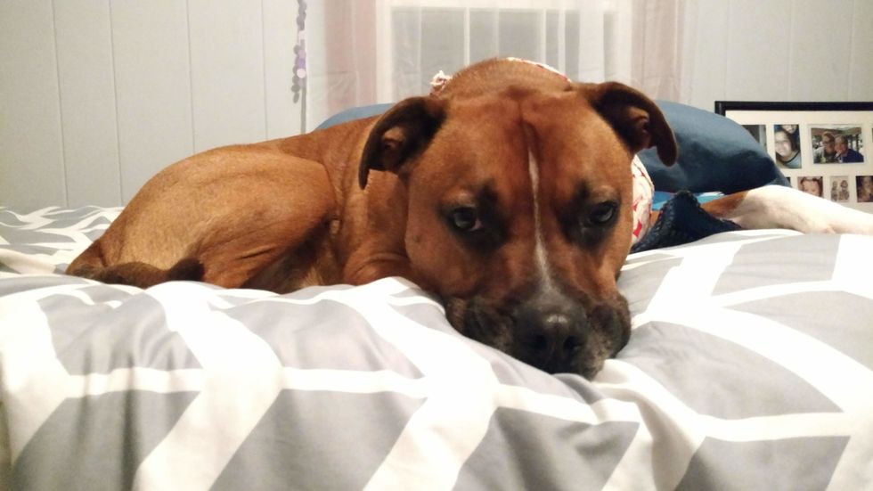 Not That I Needed More Than One, But Here Are 36 Reasons My Dog Is Actually My Best Friend