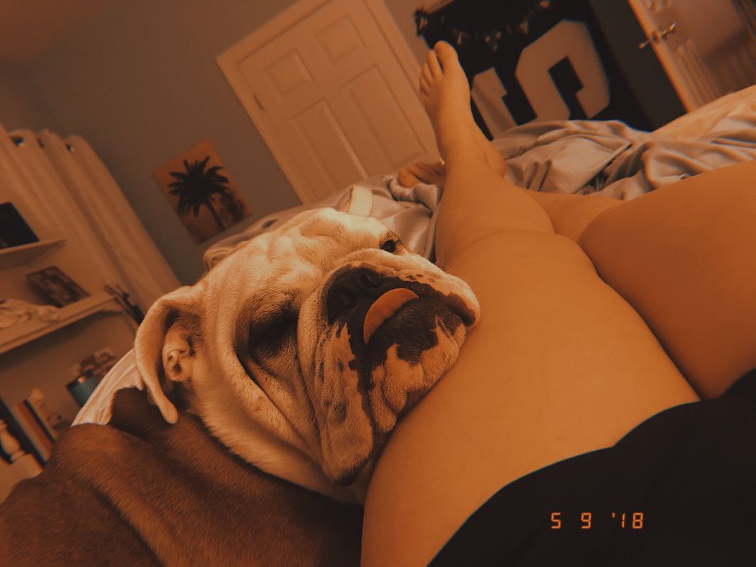 What Is Life Without a Bulldog By Your Side?