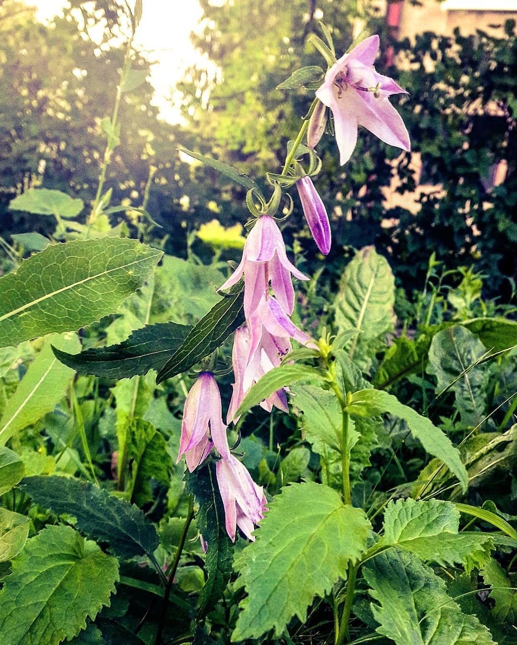 Fighting for our lives by preserving the ozone