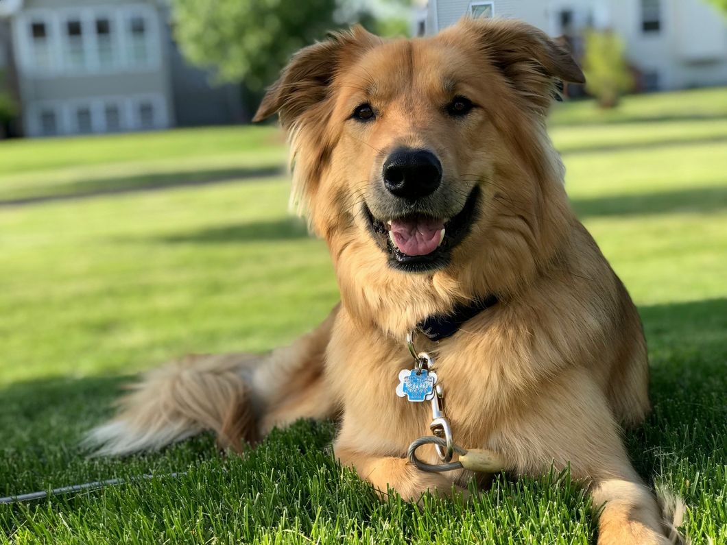 When Owning A Pet, Always Expect the Unexpected