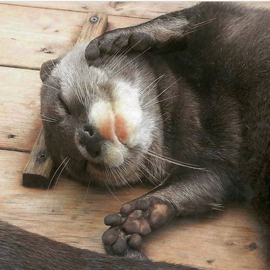 12 Animals That I Will Never Own But Totally Want To