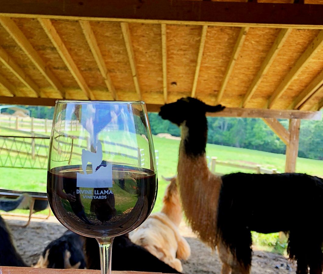 ‘Alpaca’ Your Bags And Head To Divine Llama Vineyards In North Carolina