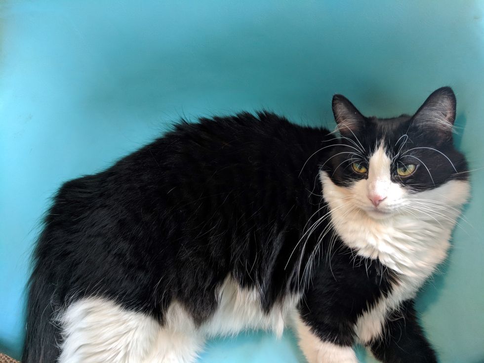 21 Things I Say To My Cat