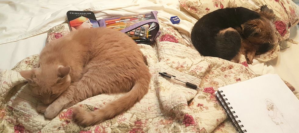 Three Mesmerizing Reasons Why You Should Own A pet