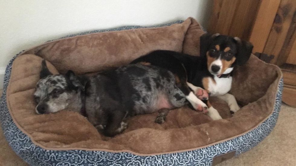 8 Different Life Stages That Prove You Always Need A Dog