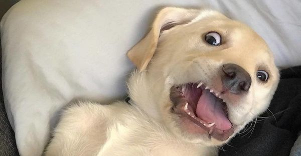 The 10 emotions You Face Going Back To School As Told By Dogs