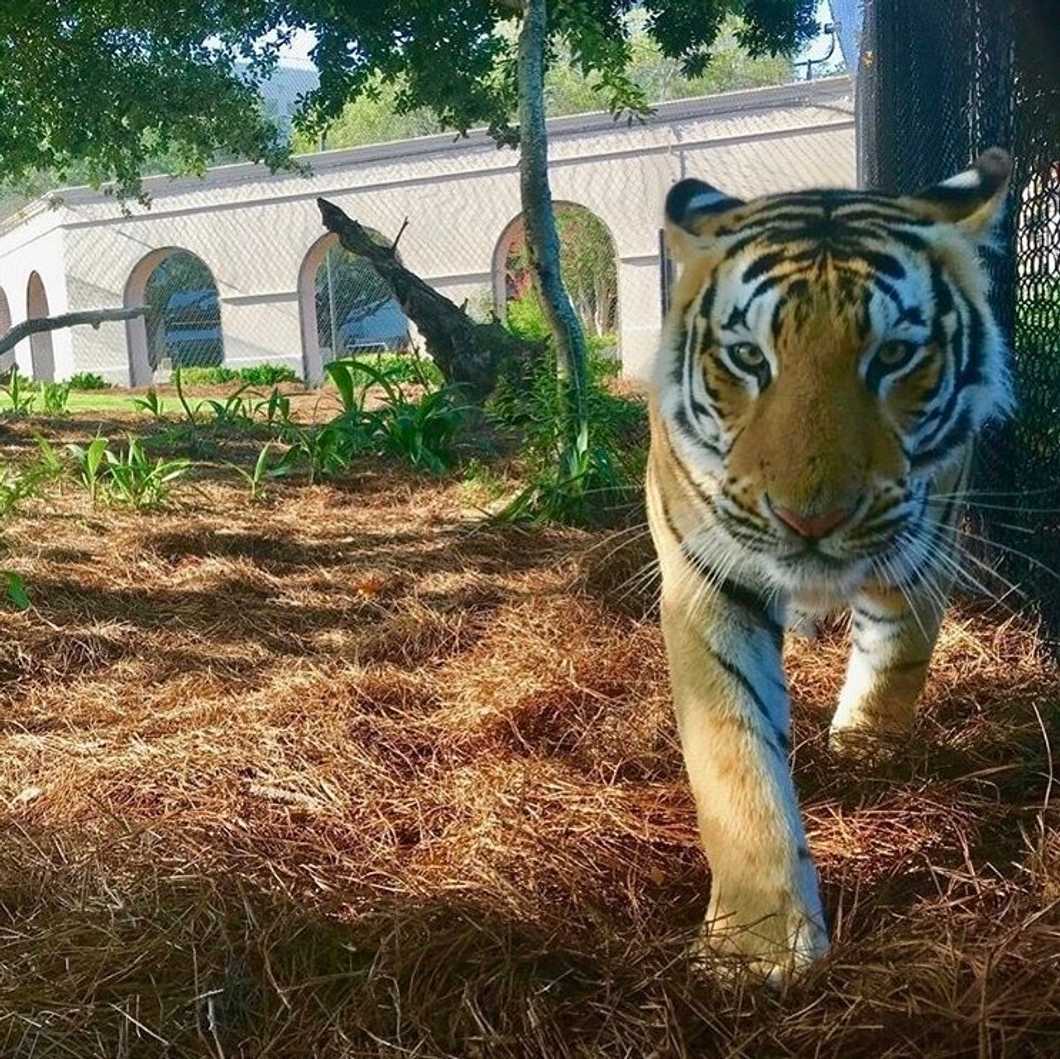 7 Interesting Places To Explore On LSU's Campus