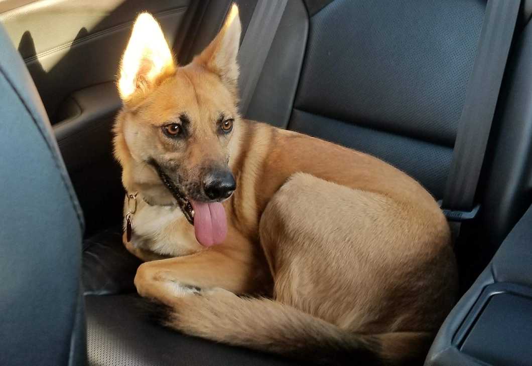 12 Reasons Dogs Are WAY Better Than Humans