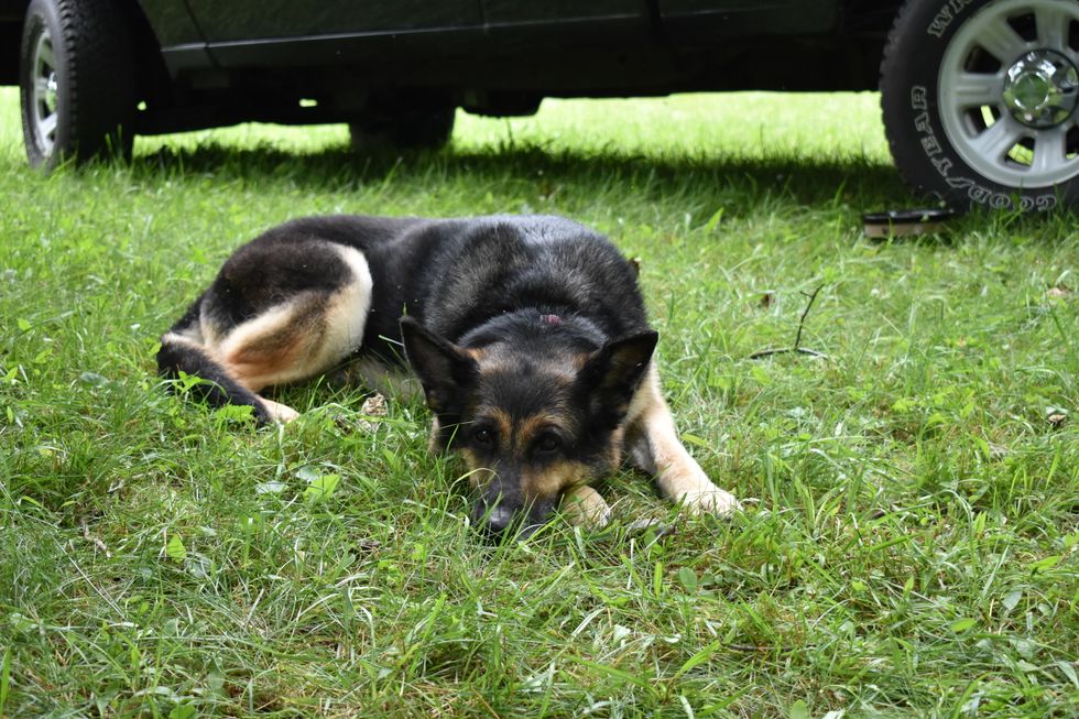 20 Things I Would Text My Dog If She Had Thumbs And A Cell Phone