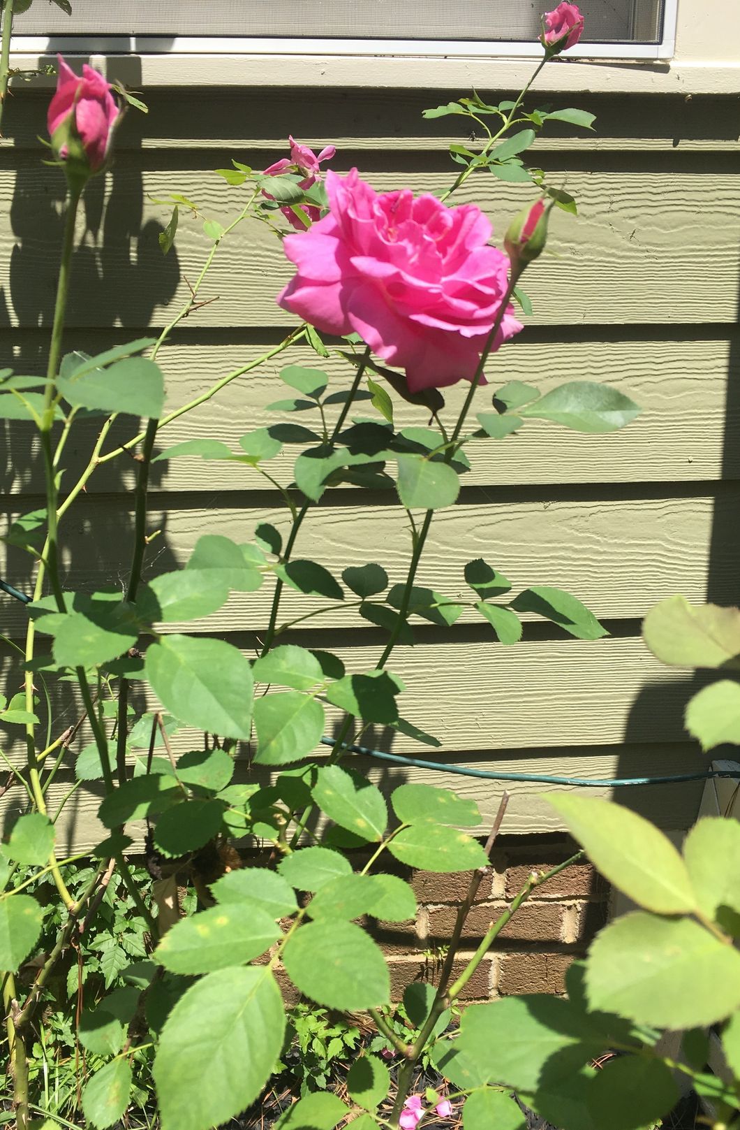 A Rose Bush Taught Me More About Myself Than Anything Else Could Have