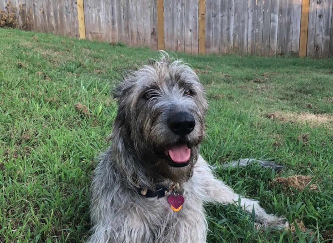 5 Things I Wish My Dog Could Understand