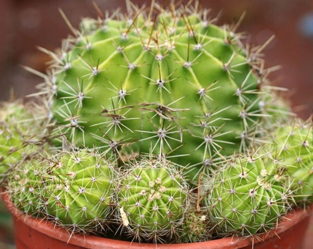 How To Care For Your Succulents