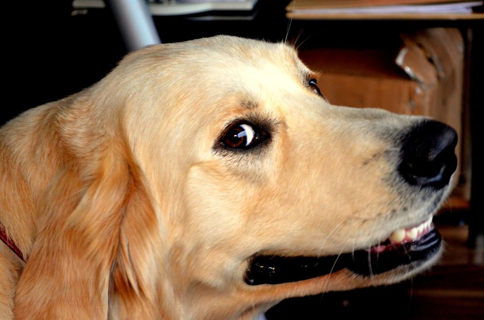 25 H*ckin Goob Tweets From 'Thoughts Of Dog' That Basically Save My Life On A Daily Basis