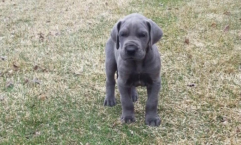 Thank You Letter To My Dog