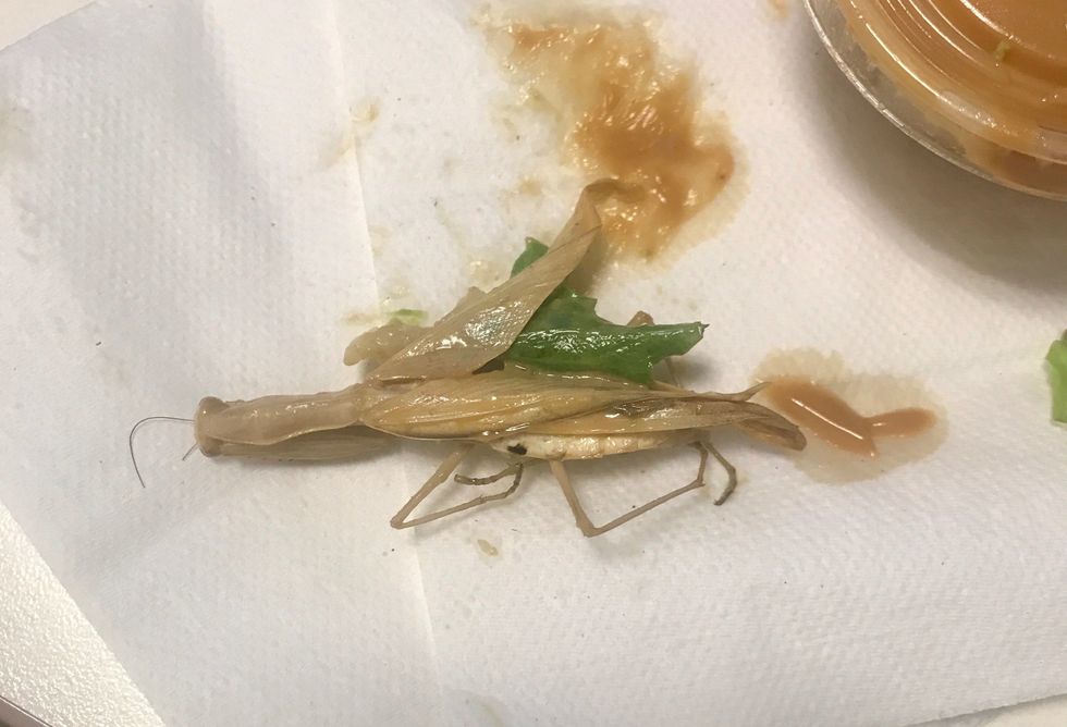 14 Questions I Got After Finding A Praying Mantis In My Sweetgreen Salad