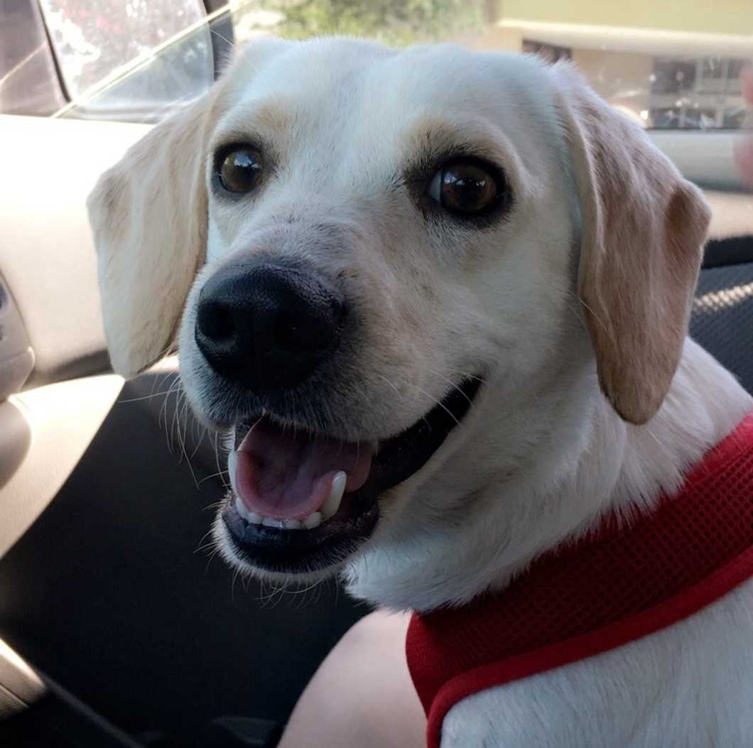 To The Furry Friends That Helped Me Cope, You'll Always Have A Special Place In My Heart