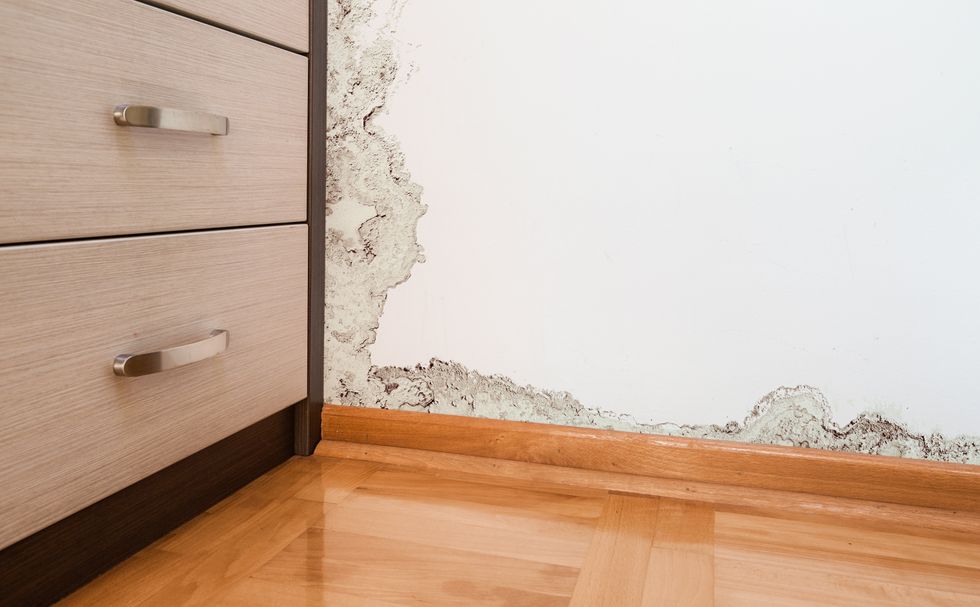 How Freaked Out Should You Be By The Mold In Your Apartment?
