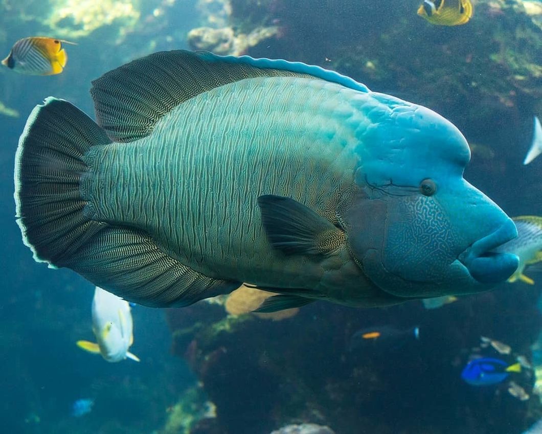 The Yangtze Finless Porpoise And 4 Other 'Ugly' Animals Who Need Your Help