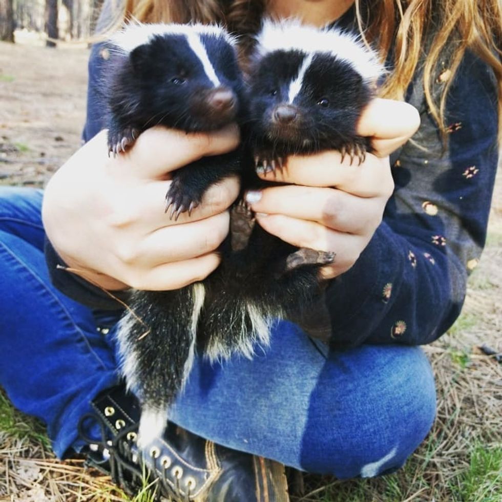 What I Learned From Finding Baby Skunks In The Forest
