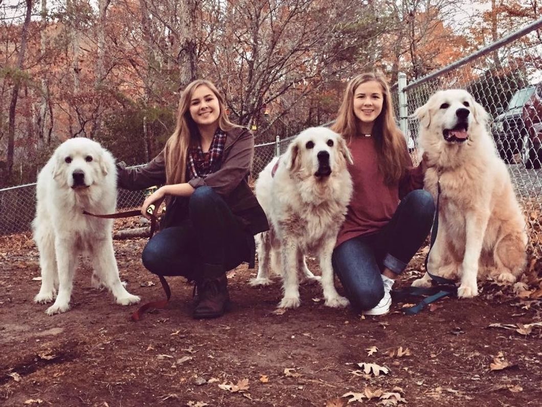 Expanding Your Fluffy Family And 4 Other Great Tips On Adopting Animals