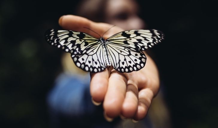 The Beautiful Reality Behind The Butterfly Effect