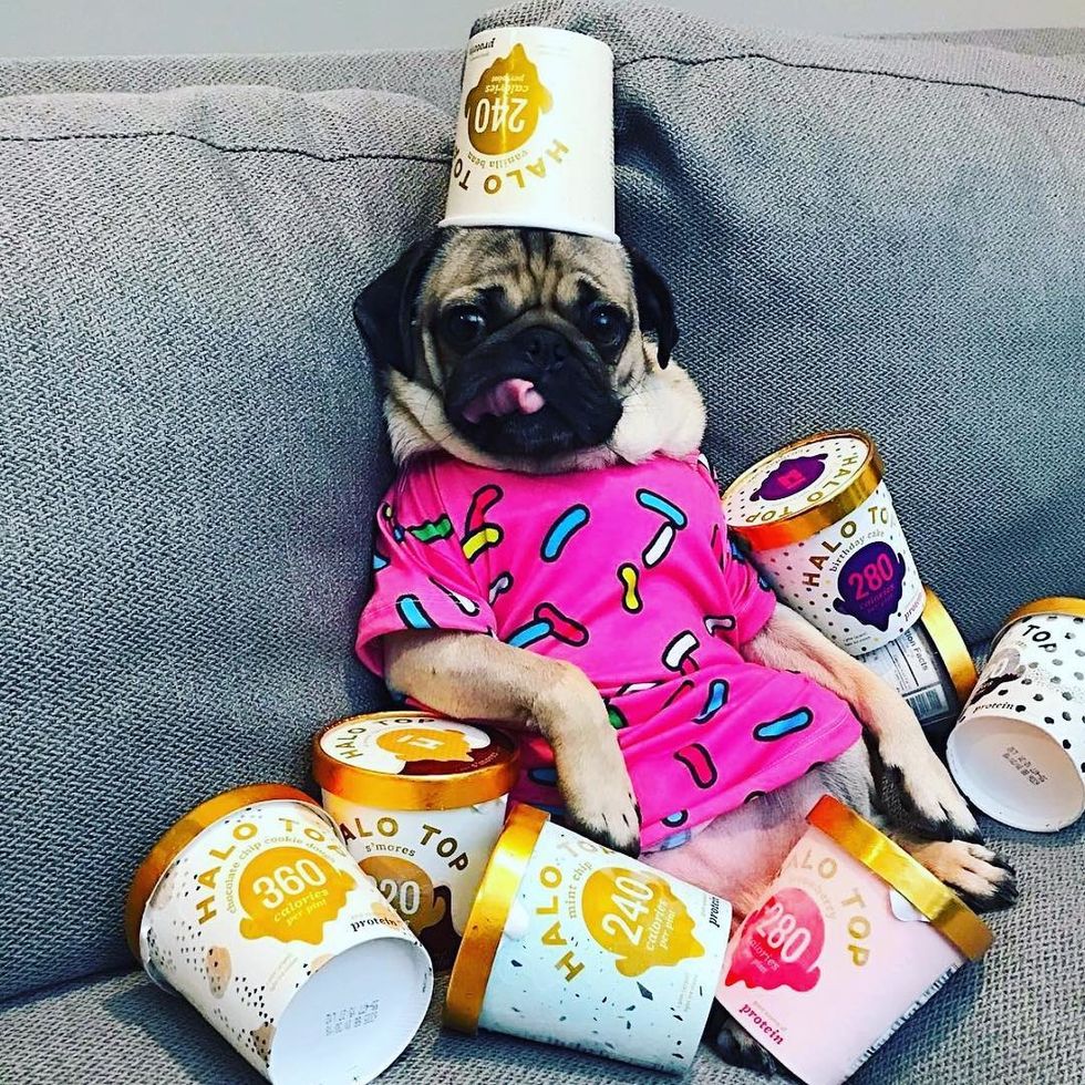 13 Dogs To Follow To Celebrate Dog Appreciation Day