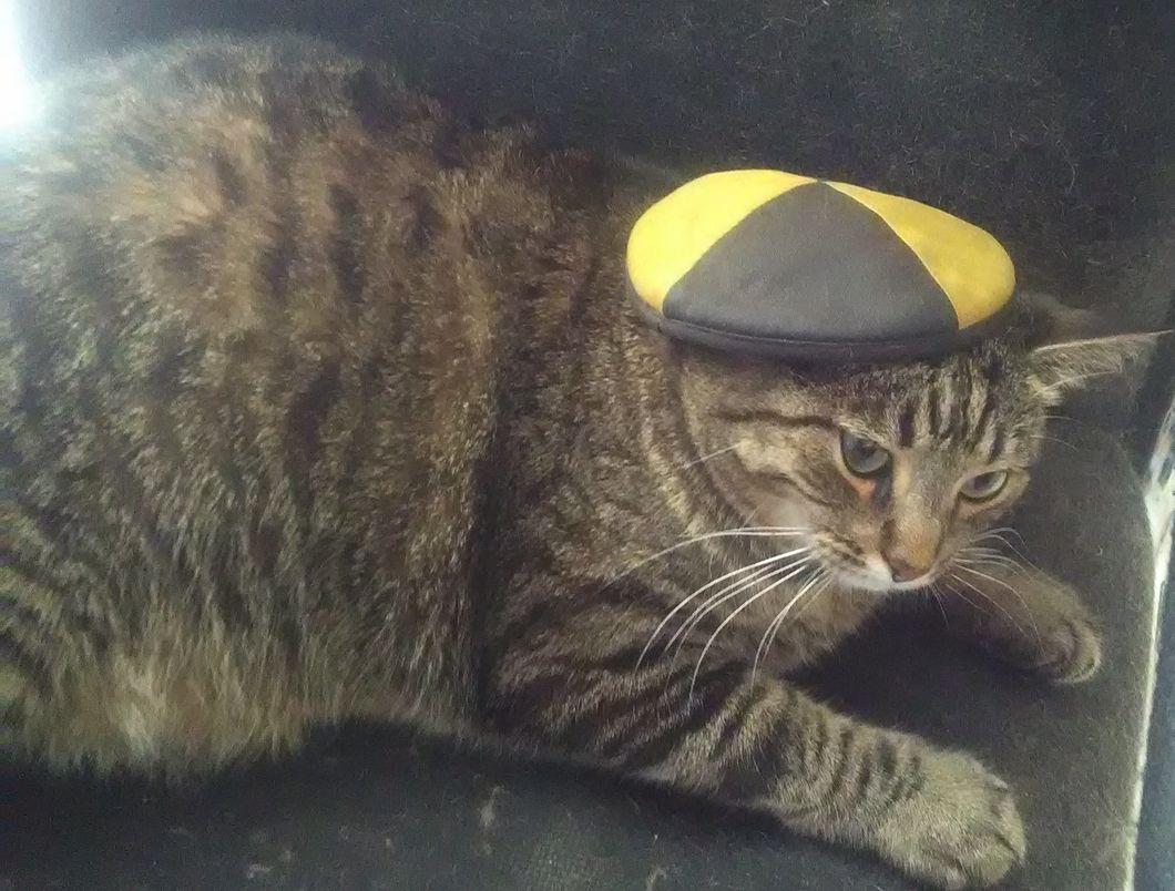 I Adopted A Cat A Few Years Ago, And It Was The Best Decision I've Ever Made