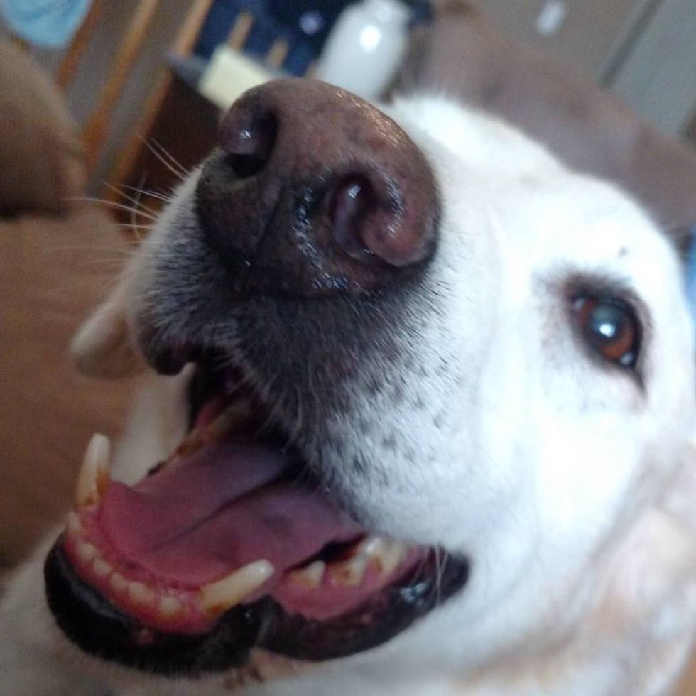 If You Don’t Like Dogs, There’s A 110% Chance You’re A Psychopath, Here Are 10 Reasons Why