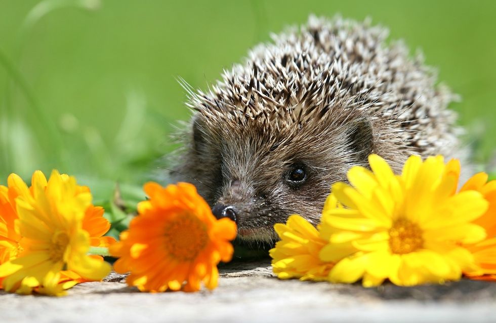 21 Facts About Hedgehogs That Will Make Your Day