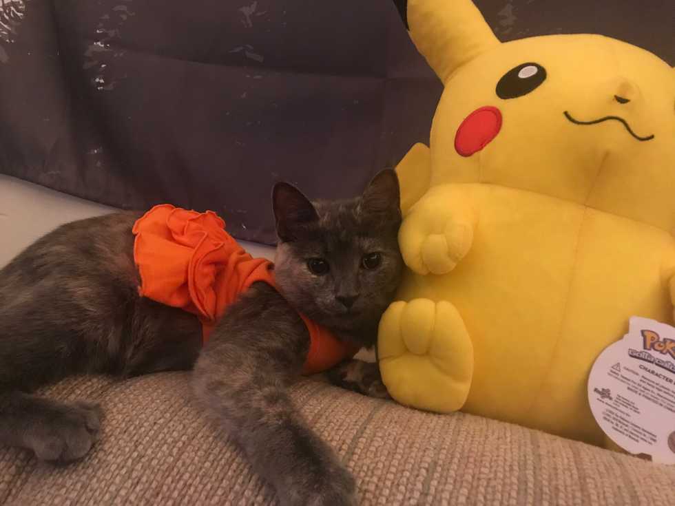 9 Things My Cats Do That Make Me Feel Like The Luckiest Cat-Mom In The World